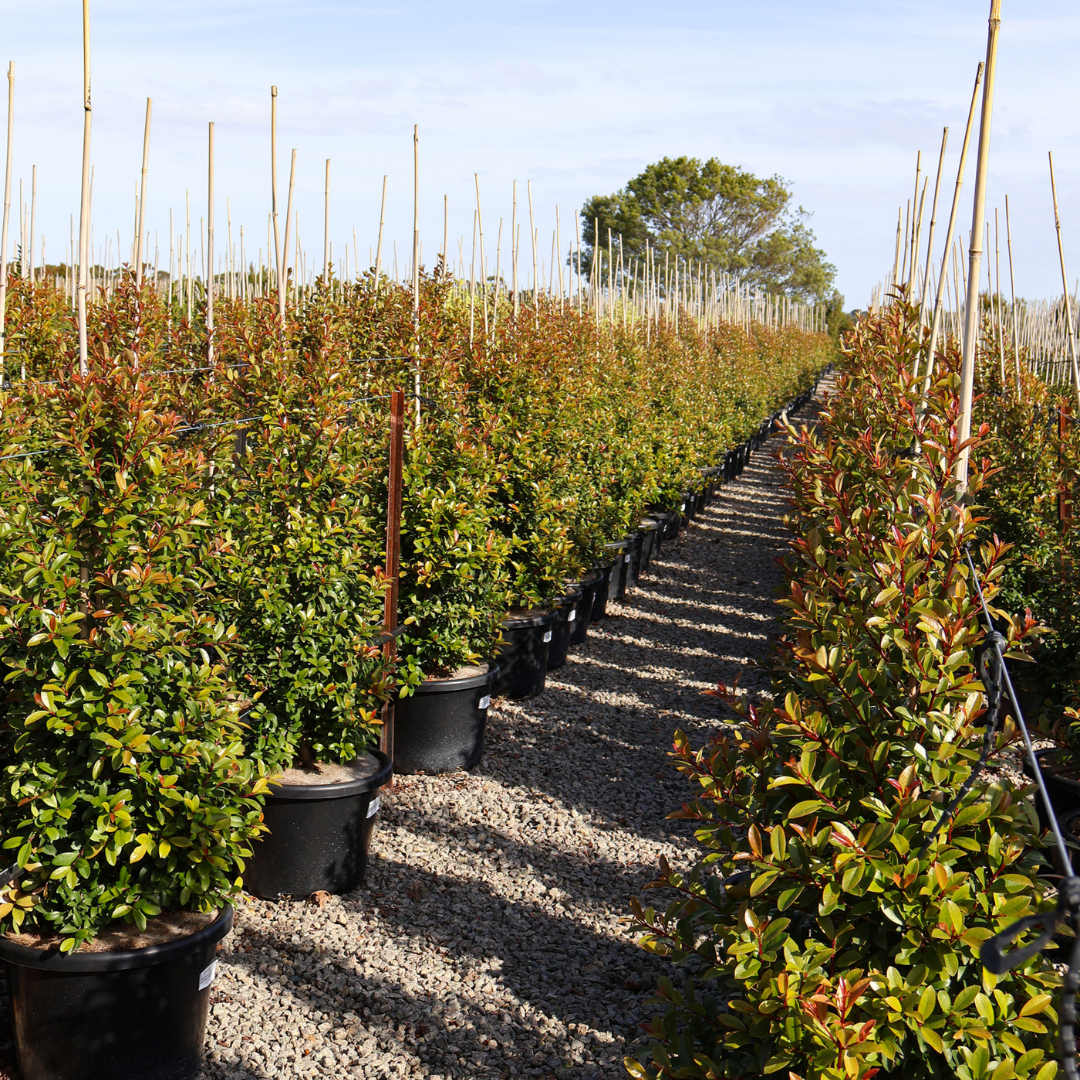 SLIM™ Callistemon is a great hedge for tight planting areas