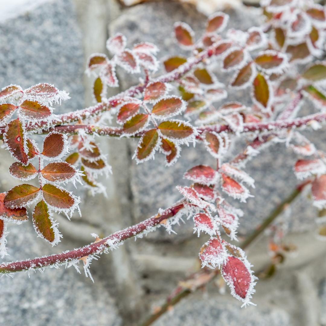 Top Trees for Frost-Resistant Winter Gardens in Australia