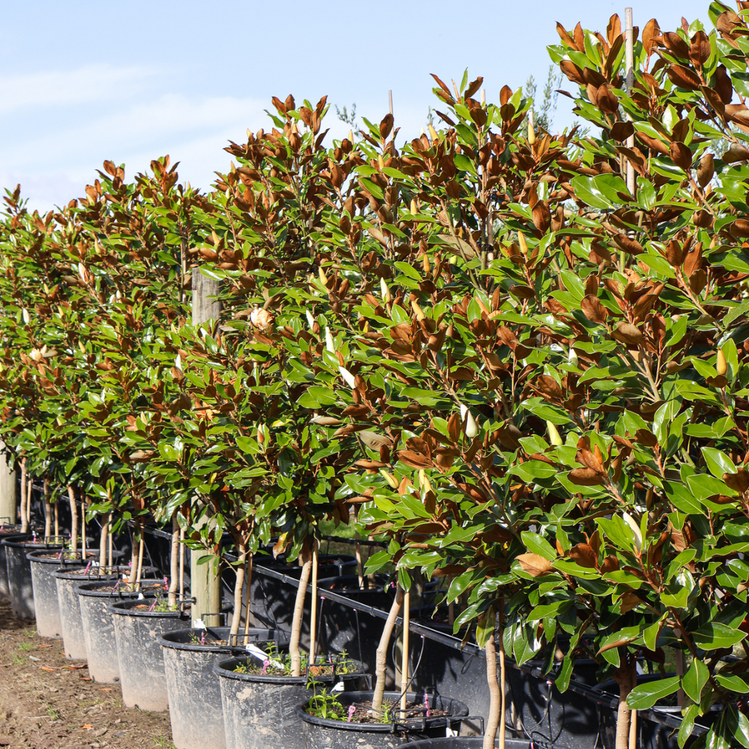 Choosing the Right Magnolia: Best Varieties for Hedging and Feature Tr