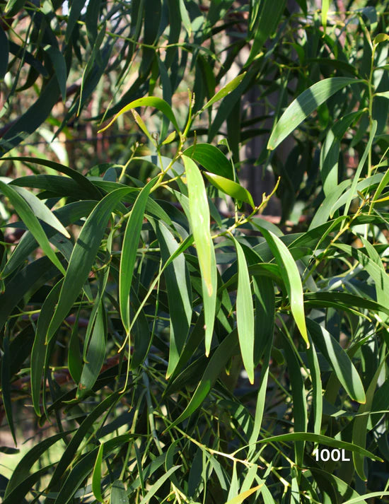 Magnolia 'Teddy Bear' elegance, Pyrus calleryana 'Cleveland Select',Acacia Implexa