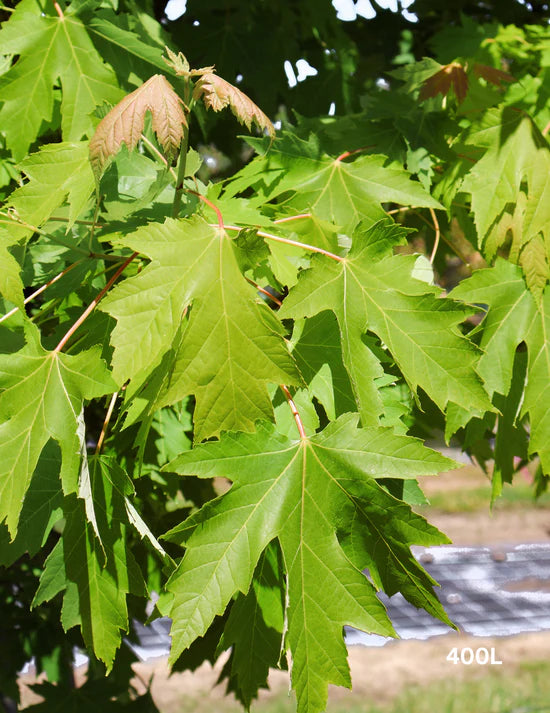 The Importance of Soil Testing for Tree Planting