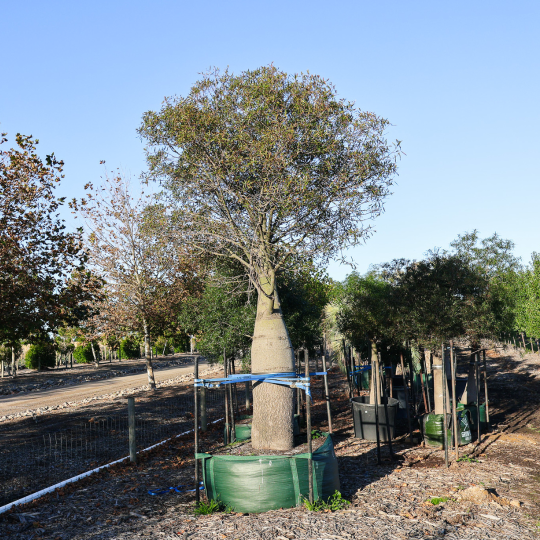 Perfect Partners: Coastal Living with Australian Native Trees