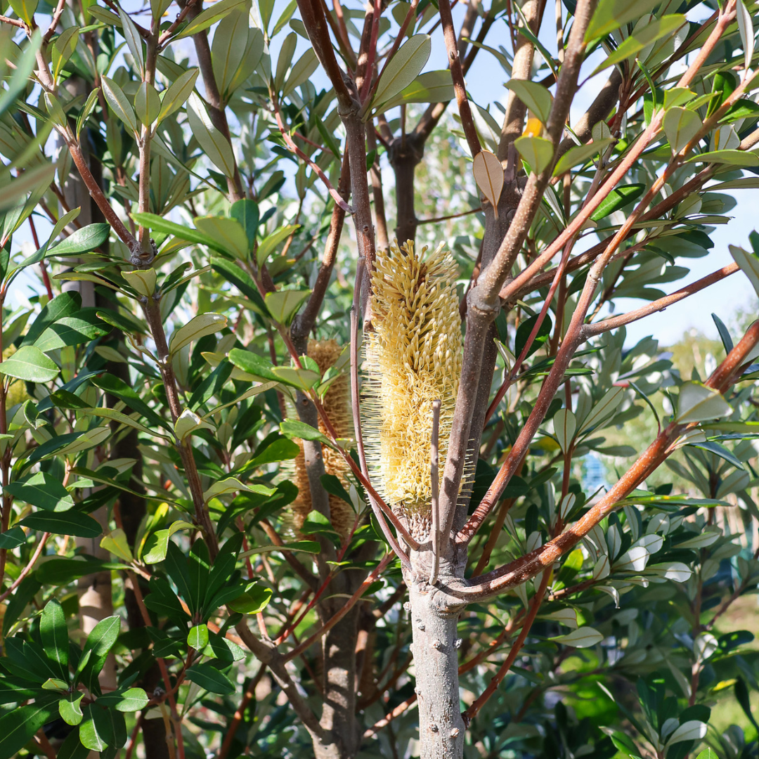 Different species of Banksia Evergreen Trees Direct