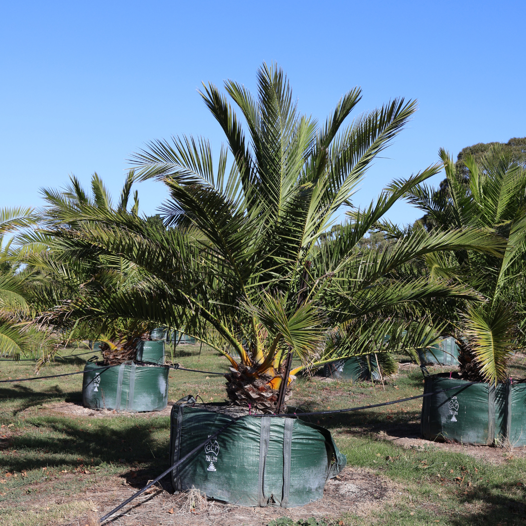 Everything You Need to Know About Canary Island Date Palm Evergreen Trees Direct