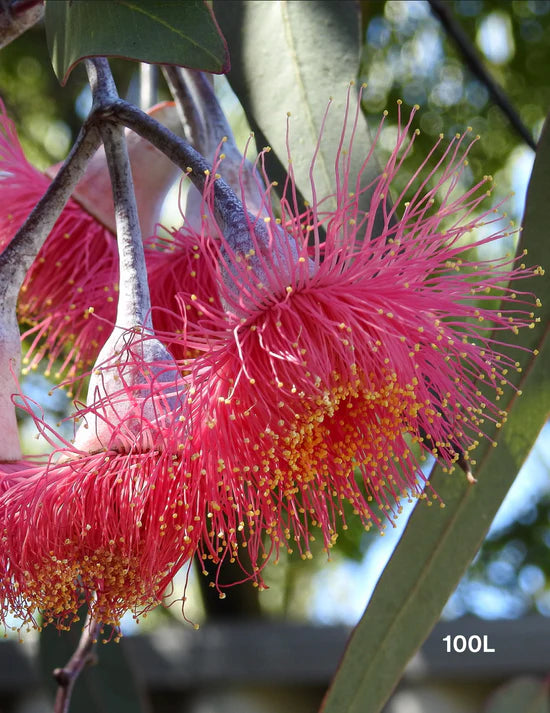 Why Native Trees Are Ideal for Australian Gardens