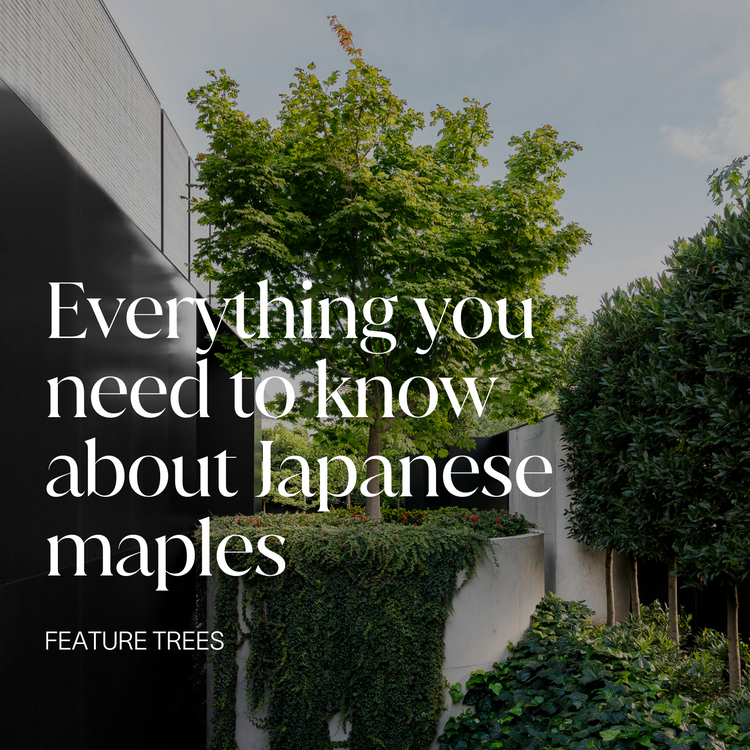 Everything You Need To Know About Japanese Maples Evergreen Trees Direct 126 ?v=1677230813&width=750