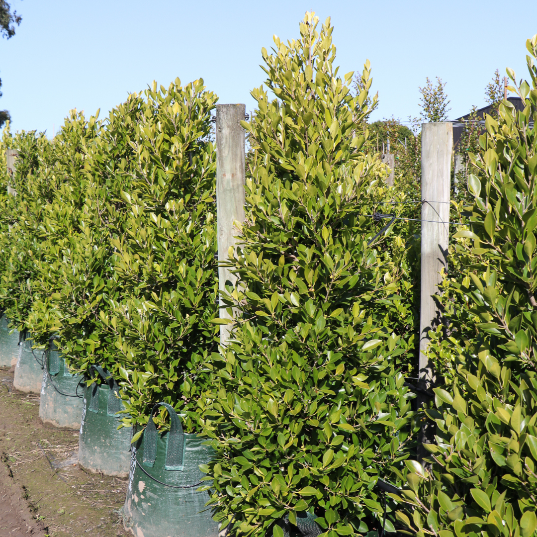 Ficus Hillii 'Flash' vs Ficus Hillii Evergreen Trees Direct