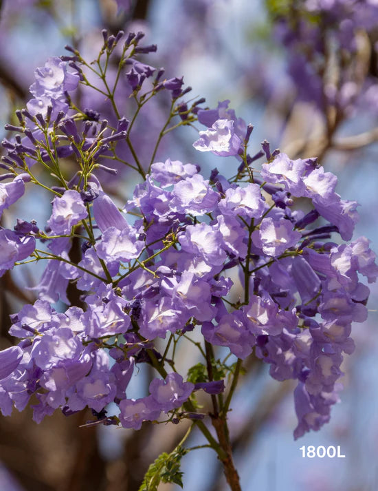 The best shade trees for your garden