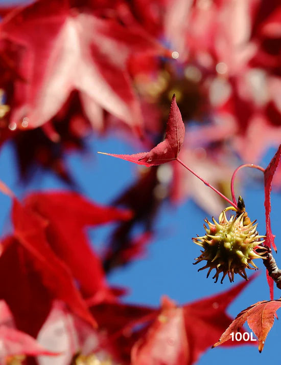 Improving Clay Soil for Healthy Tree Growth