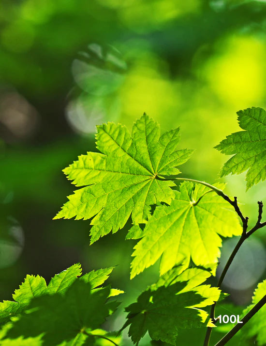 The Importance of Watering New Trees