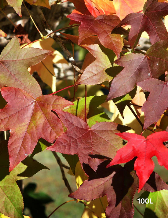 Understanding Different Soil Types and Their Impact on Tree Growth