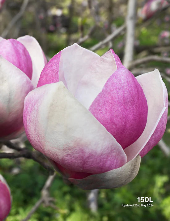 Embrace the Magnificence of Magnolias: A Blooming Guide