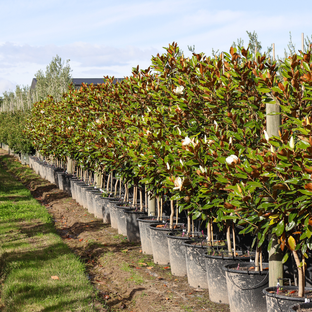 Magnolia Little Gem vs Teddy Bear Magnolia Evergreen Trees Direct