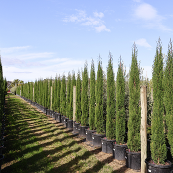 The Basics of Pencil Pines (Cupressus Sempervirens Glauca)