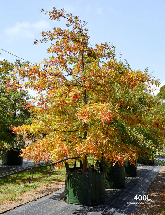 Creating a Spring Tree Planting Schedule: What to Plant and When