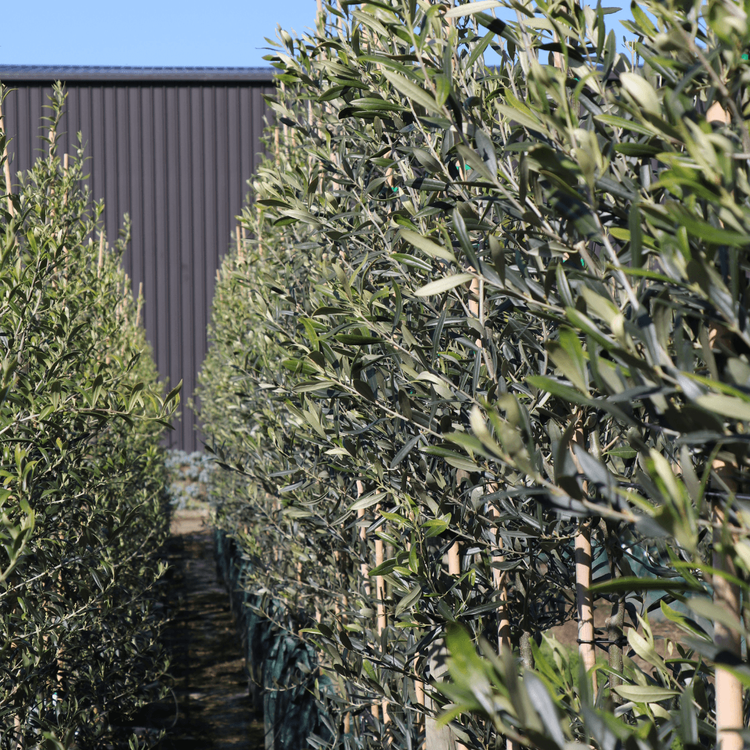 Are Olive Trees Right For Your Yard?