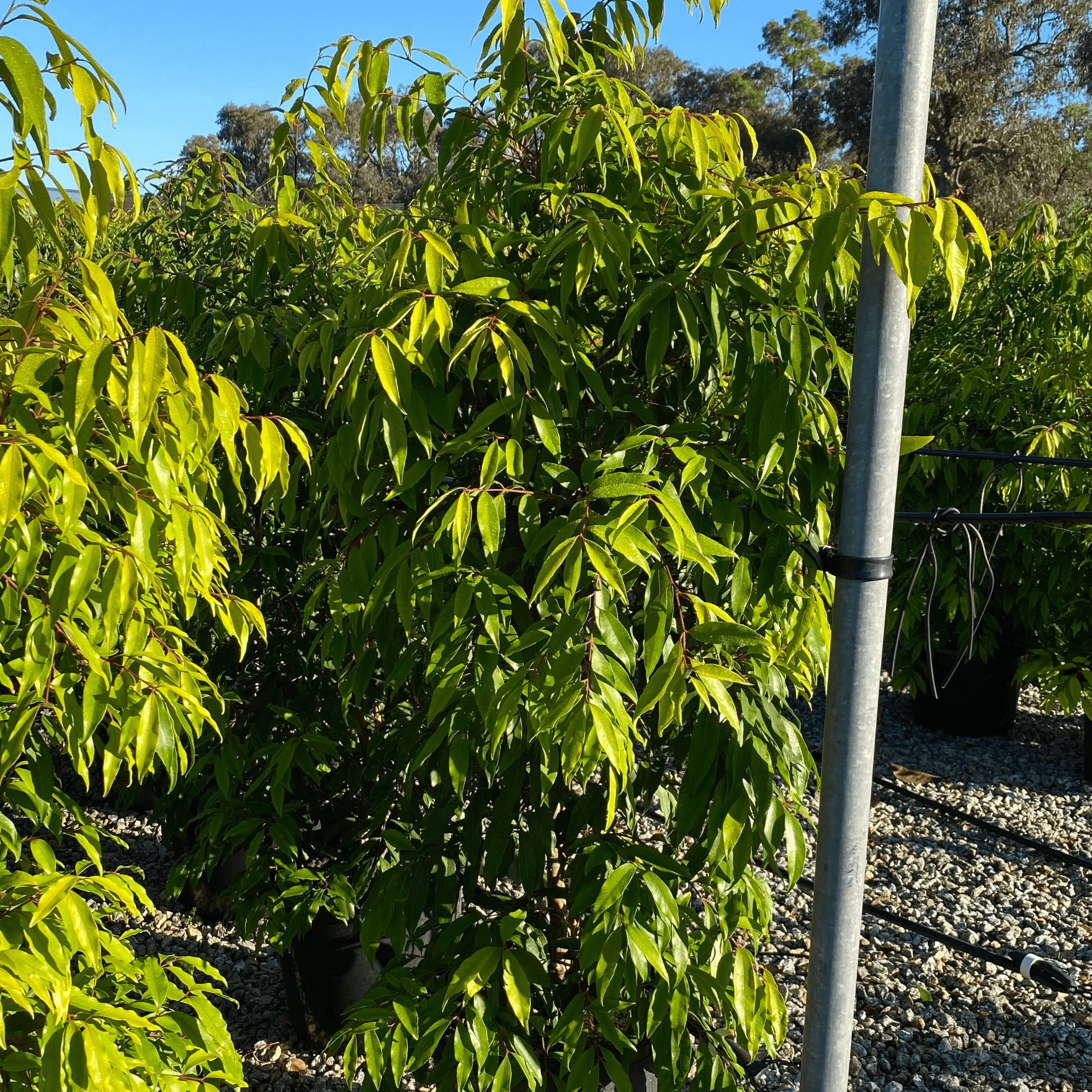 The Waterhousea Floribunda (Lilly Pilly) - The Perfect Hedging Tree for Your Home Evergreen Trees Direct