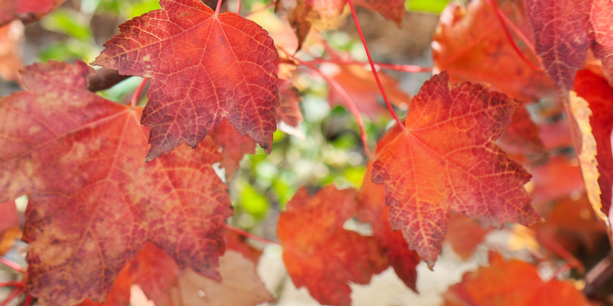 How to Create a Colorful Garden with Trees for Every Season