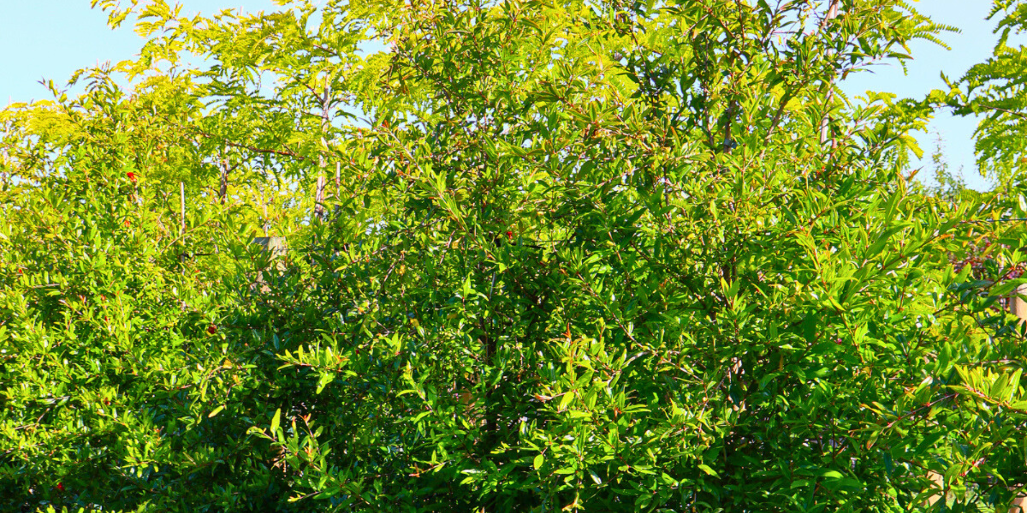 Growing Fruit Trees in Your Backyard: A Beginner's Guide