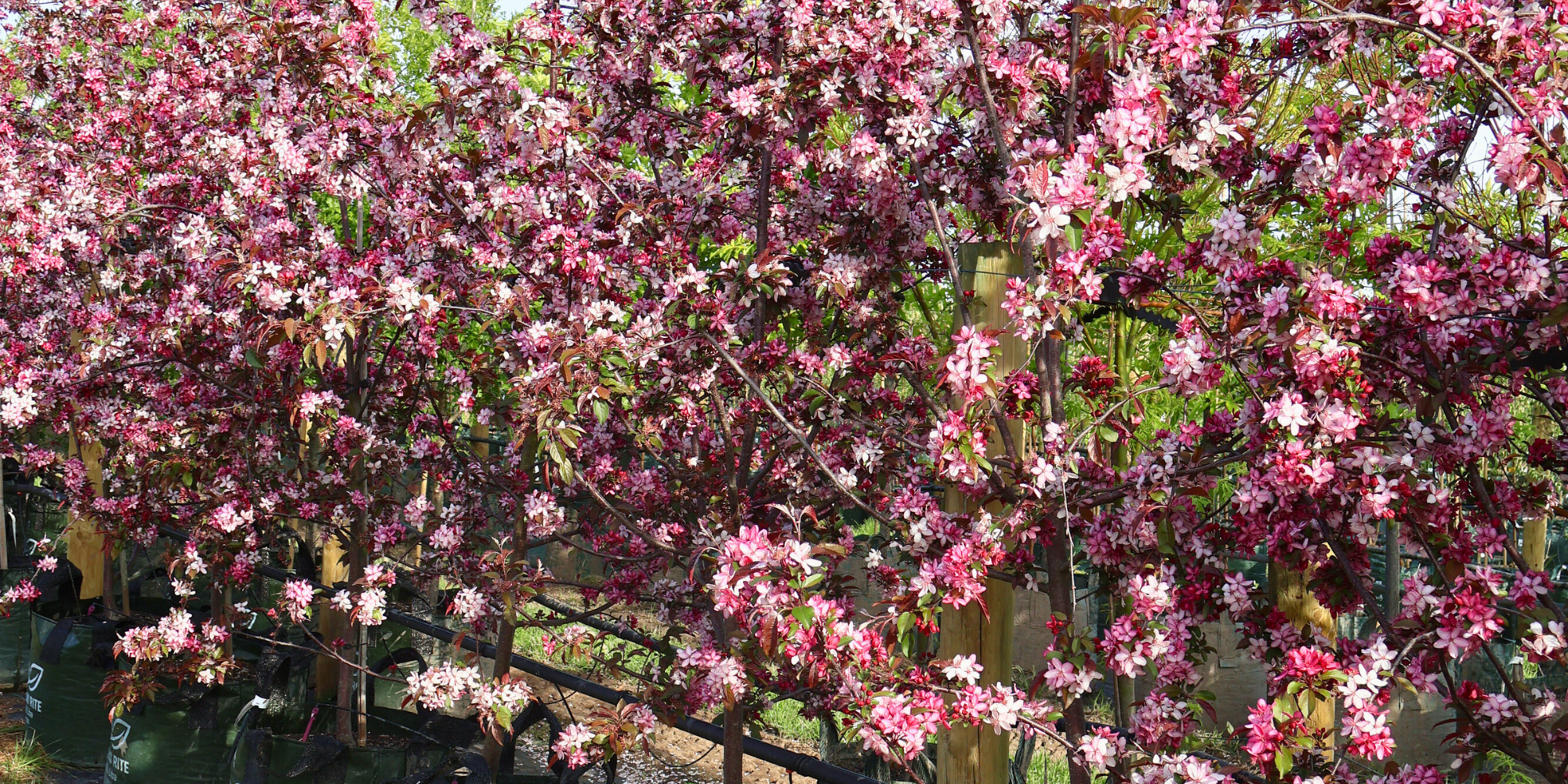 Top Trees for a Low-Allergen Garden