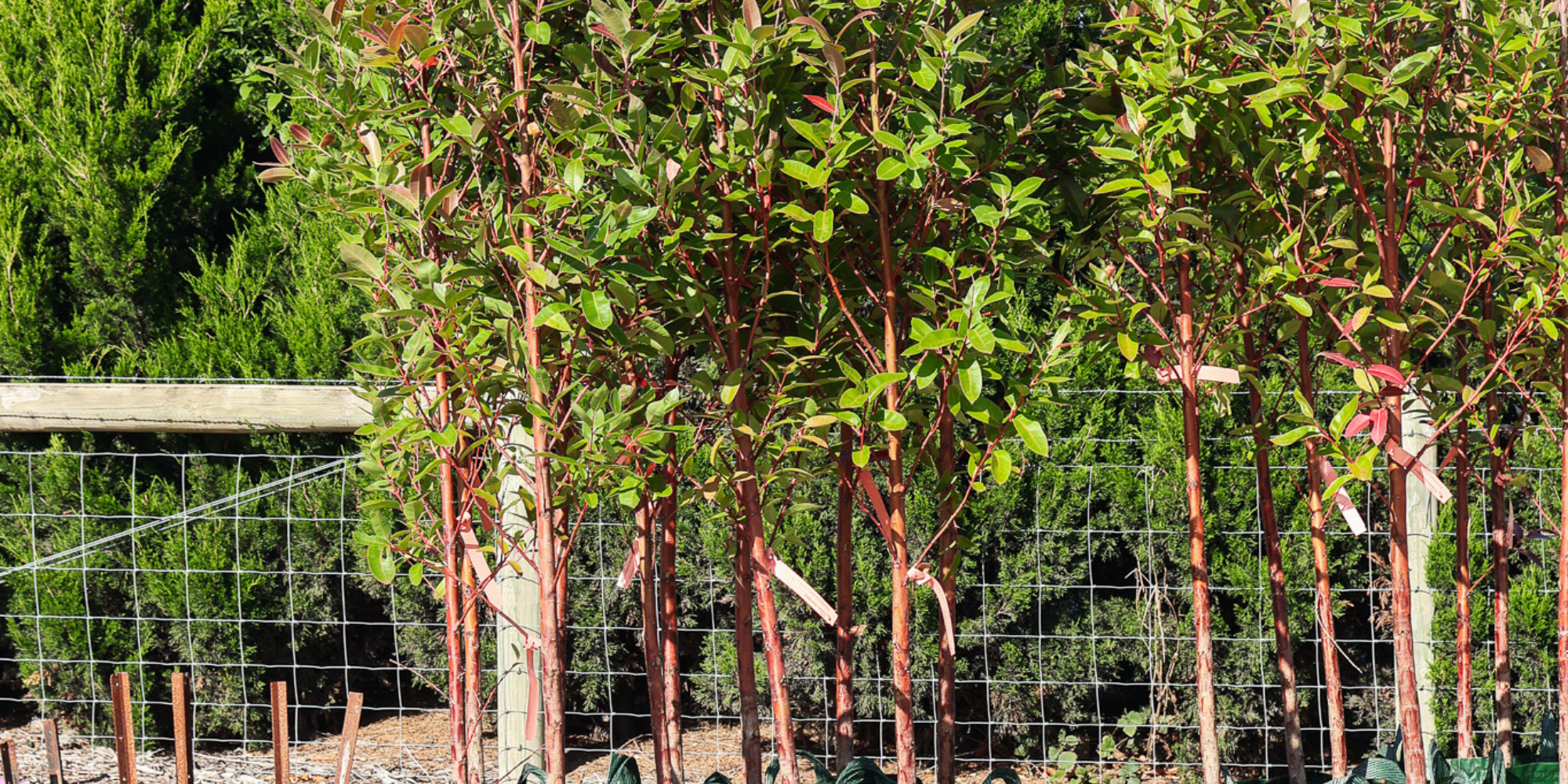 Why You Should Plant Native Australian Trees in Your Garden