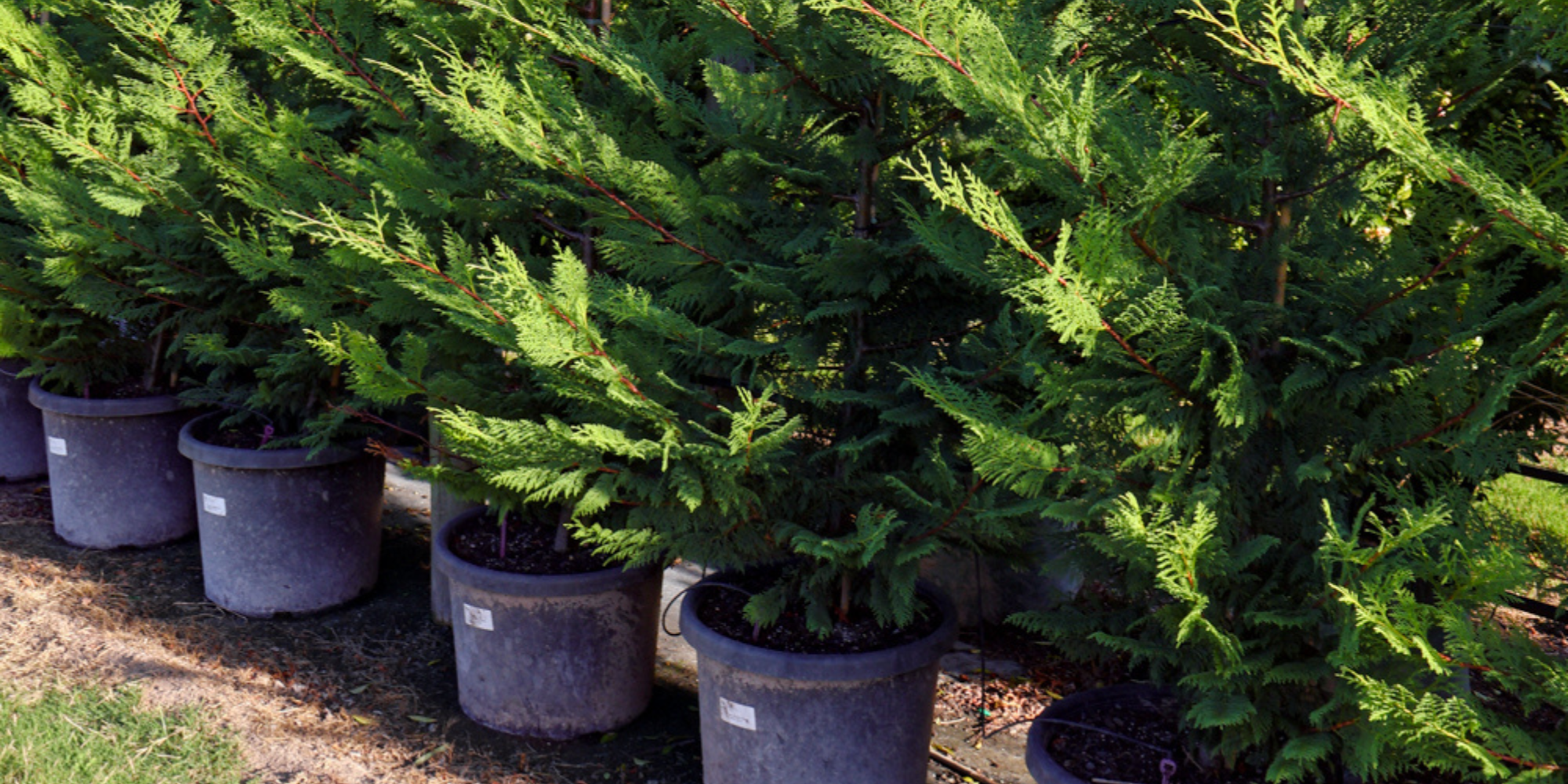 Top Windbreak Trees for Coastal Areas