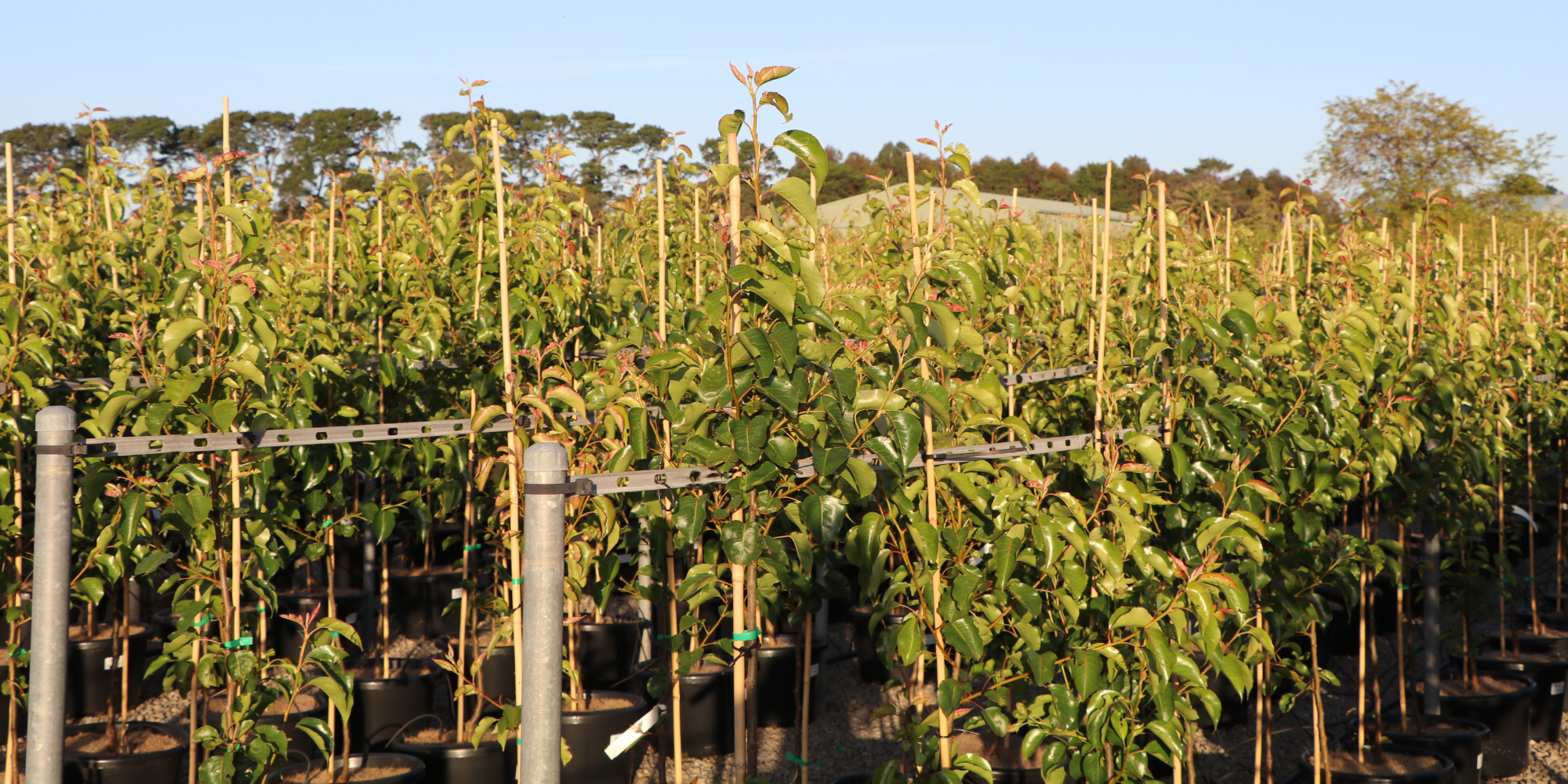 Top Avenue Trees to Make a Grand Entrance