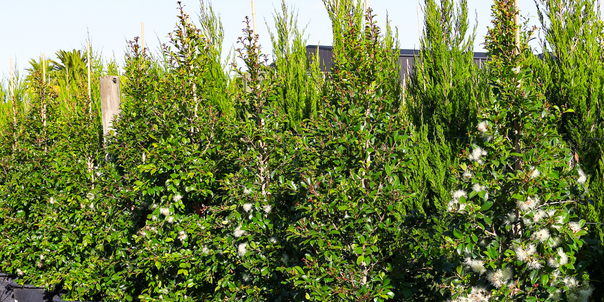 How to Grow Healthy Hedges in Any Climate