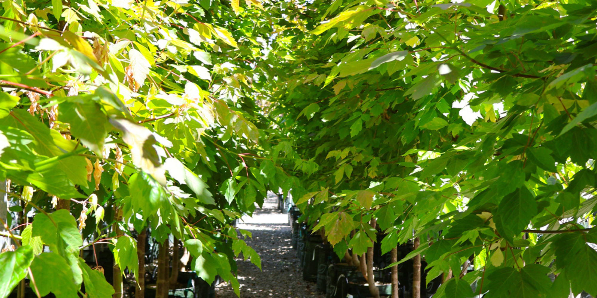 Choosing the Right Shade Tree for Your Garden