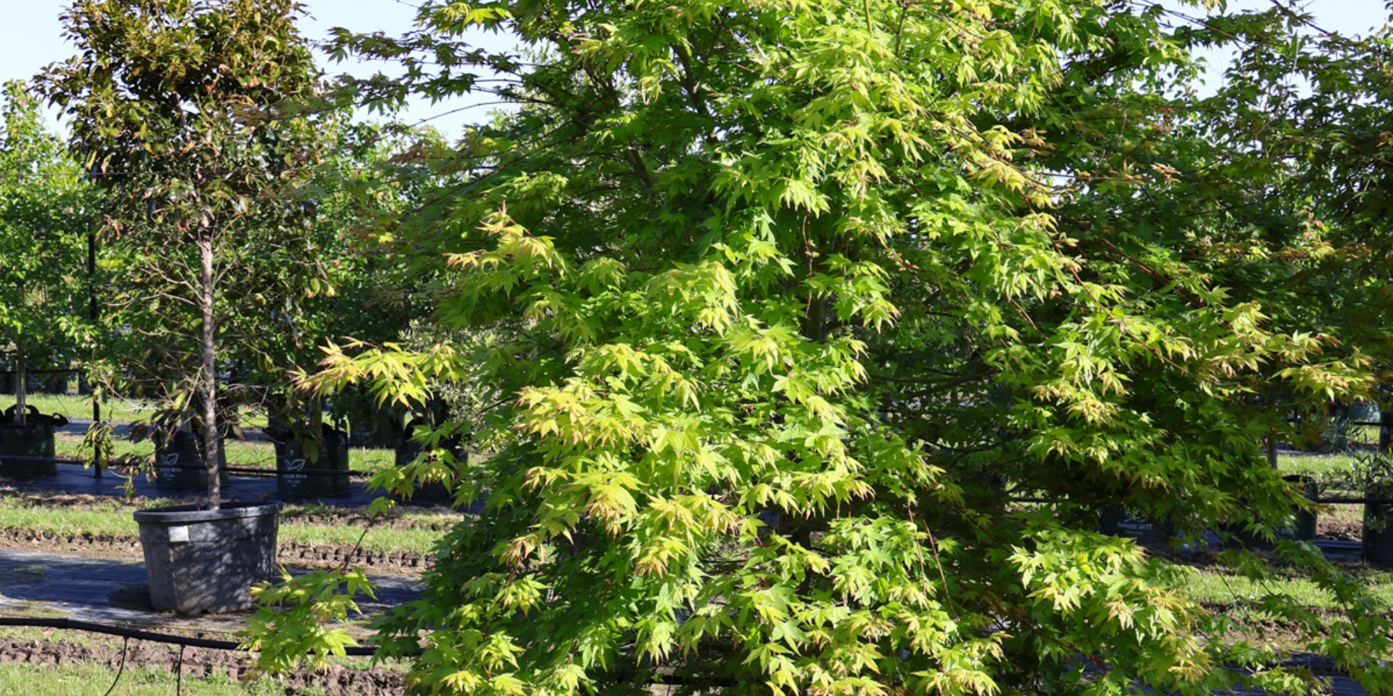 How to Use Feature Trees to Enhance Your Landscape