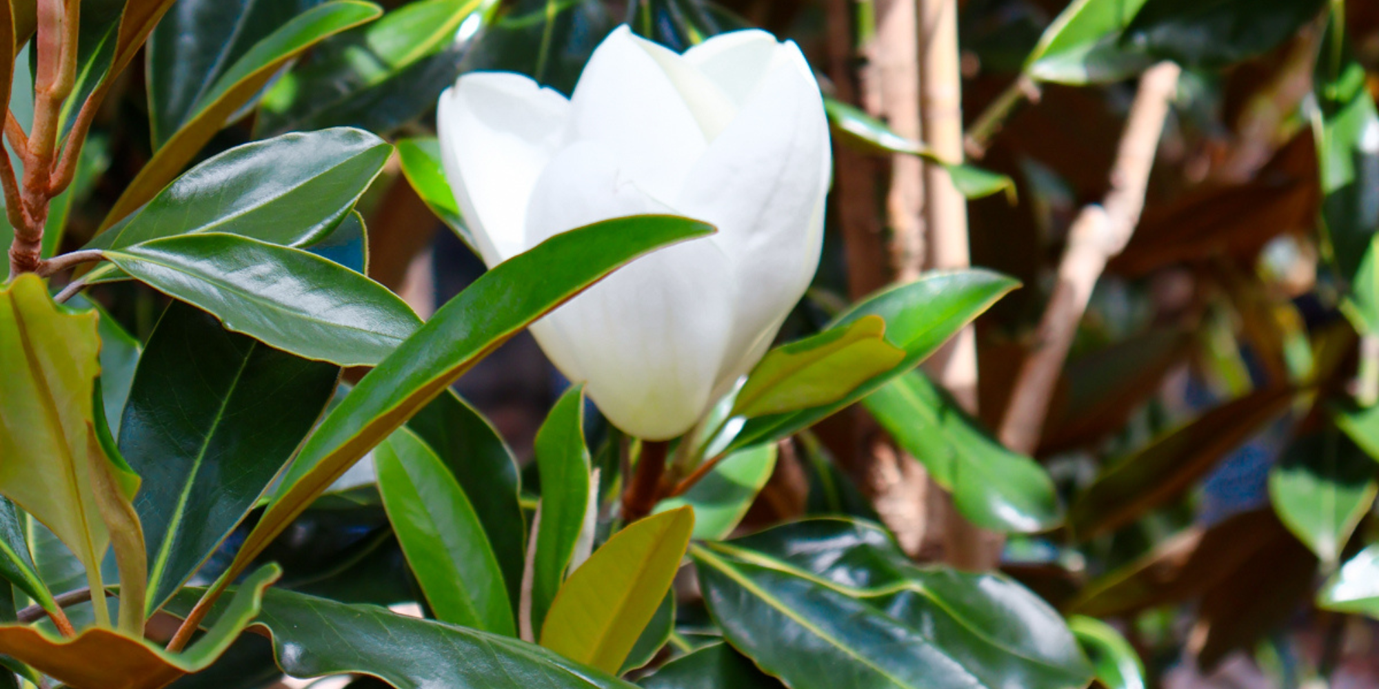 Evergreen Trees That Thrive in Australia’s Varied Climates