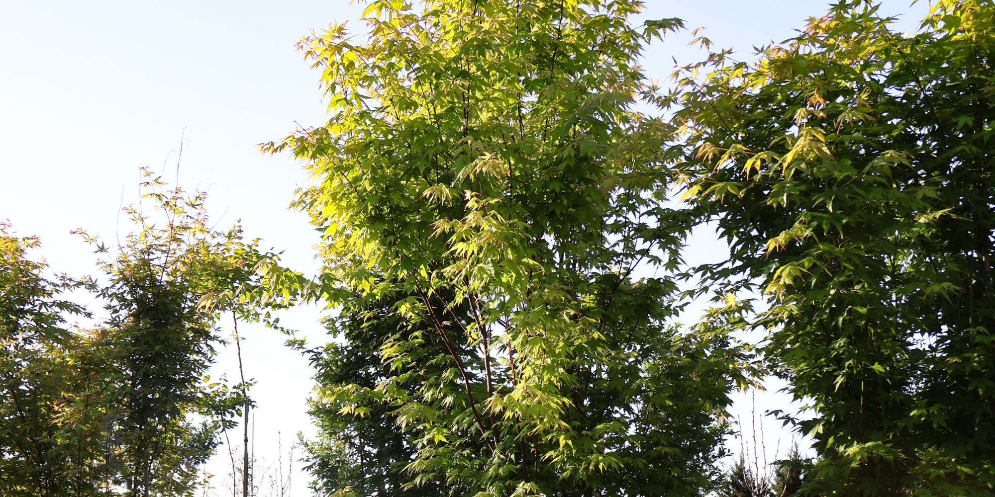 The Top Trees for Creating a Serene Zen Garden