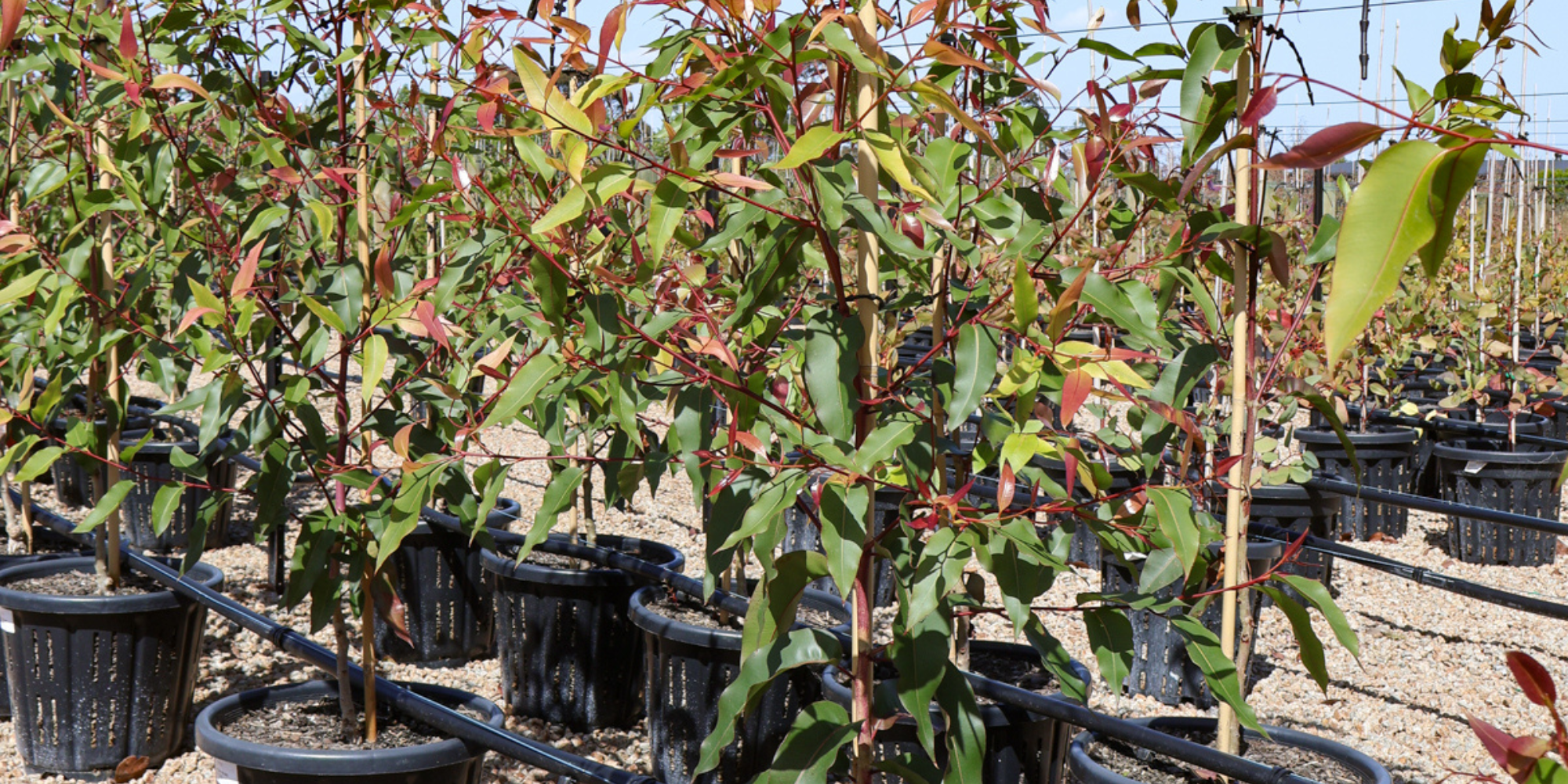 Creating a Garden to Withstand Australia's Climate Extremes: Resilient Tree Selections