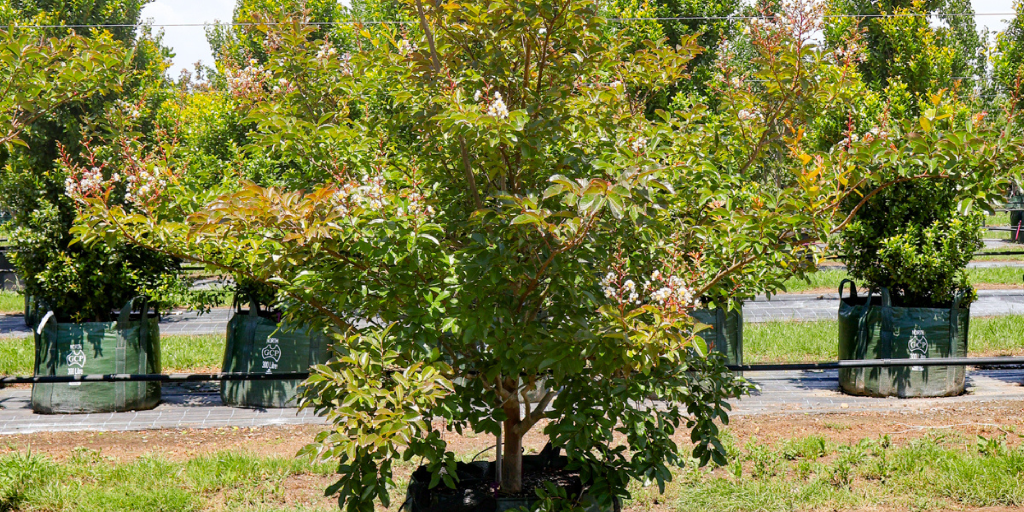 Top Flowering Trees for Year-Round Bloom: A High-End Garden Guide