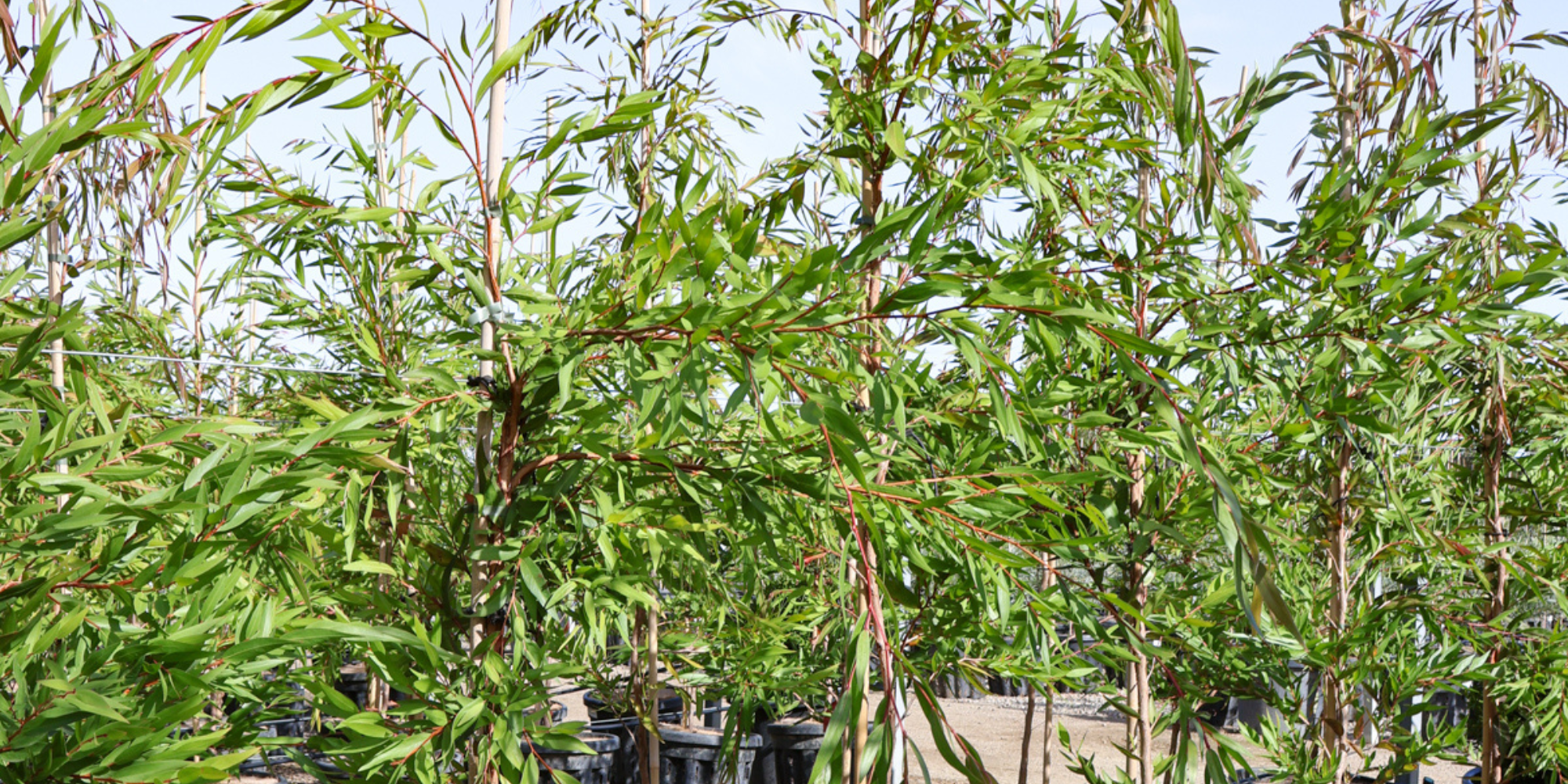 How to Plant Trees for Effective Windbreaks and Shelterbelts