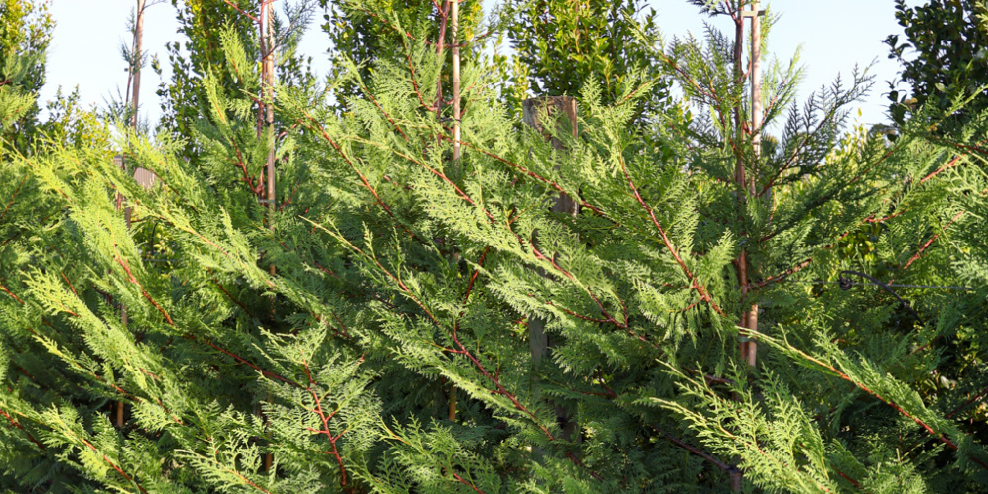 Best Trees for Creating Windbreaks in Open Landscapes