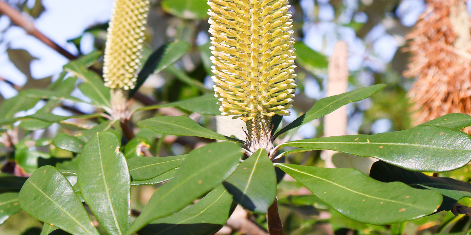 Top Trees to Plant for a Low-Water Garden