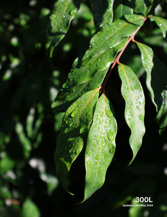 How to Create a Wildlife-Friendly Garden with Trees