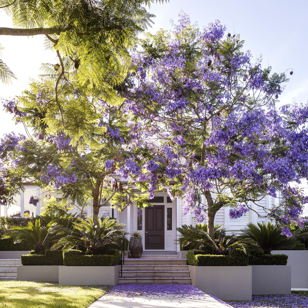 Everything You Need to Know About Jacarandas: Planting, Watering, and Maintenance Tips Evergreen Trees Direct