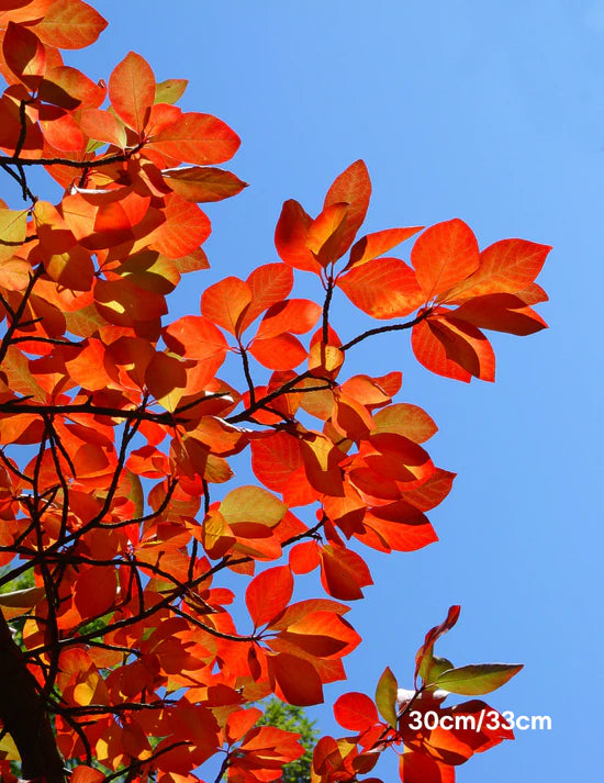 Why Spring is the Best Time for Tree Planting