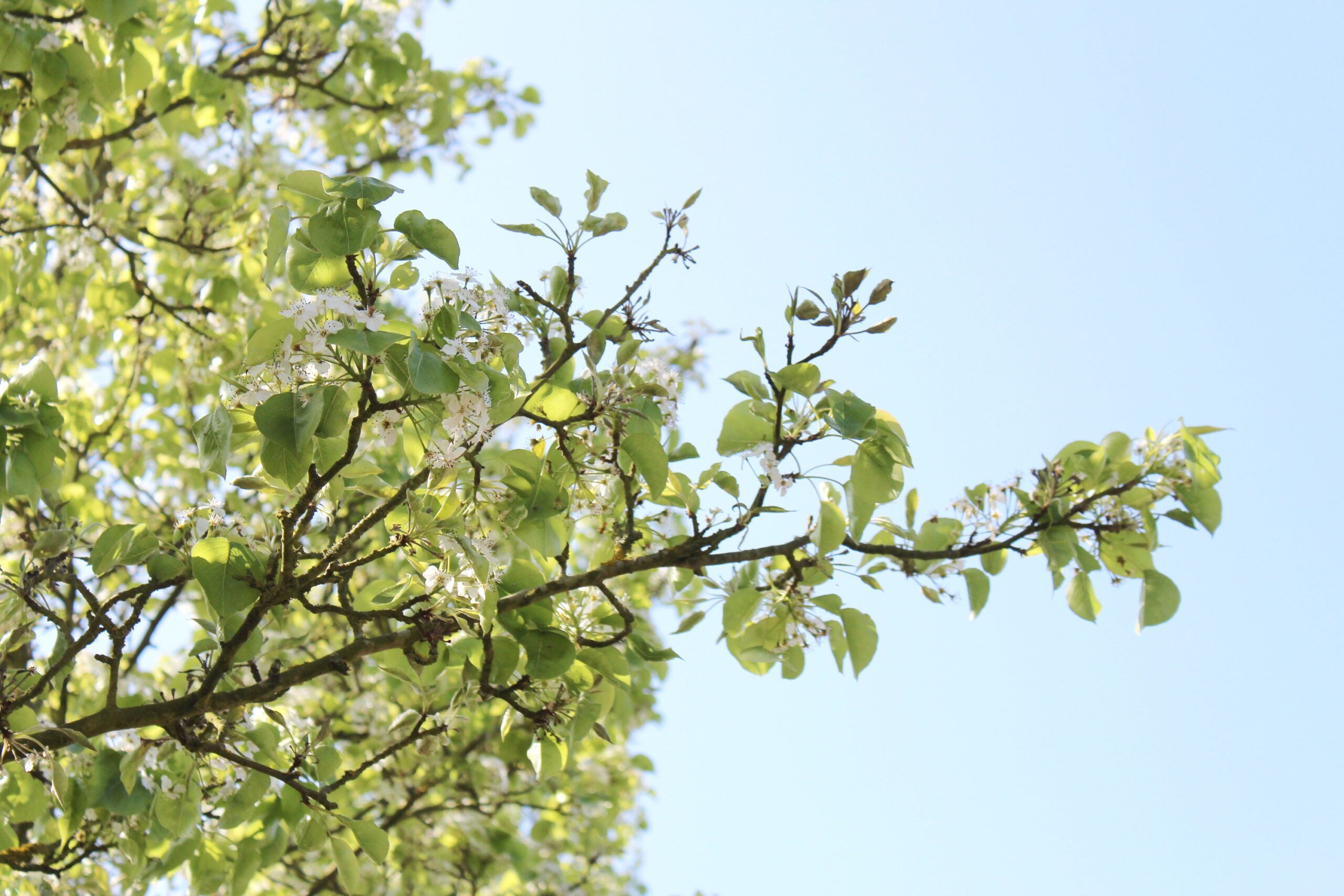 Top Frost-Tolerant Hedging Trees