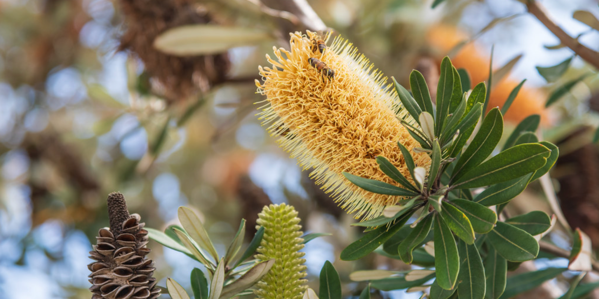 Banksias