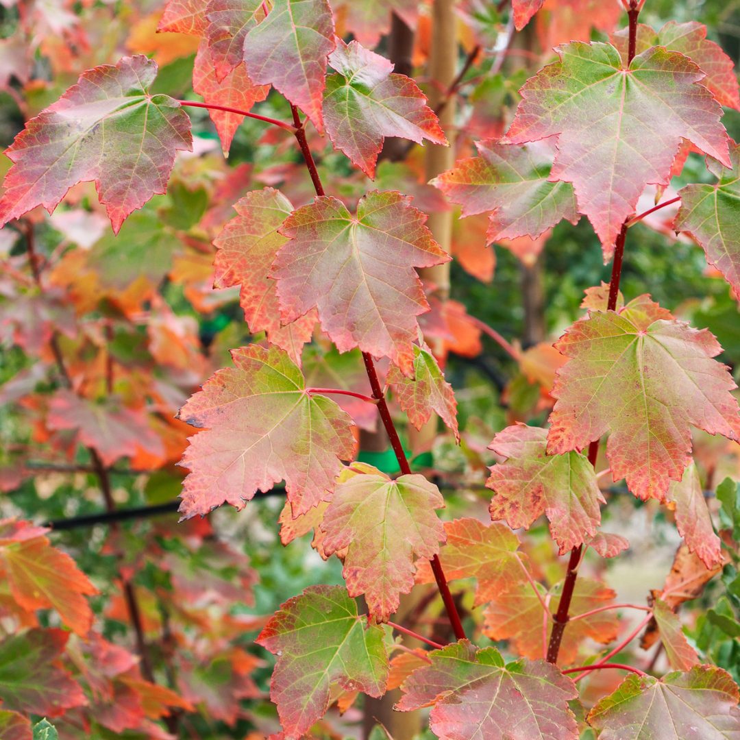 Canadian Maples