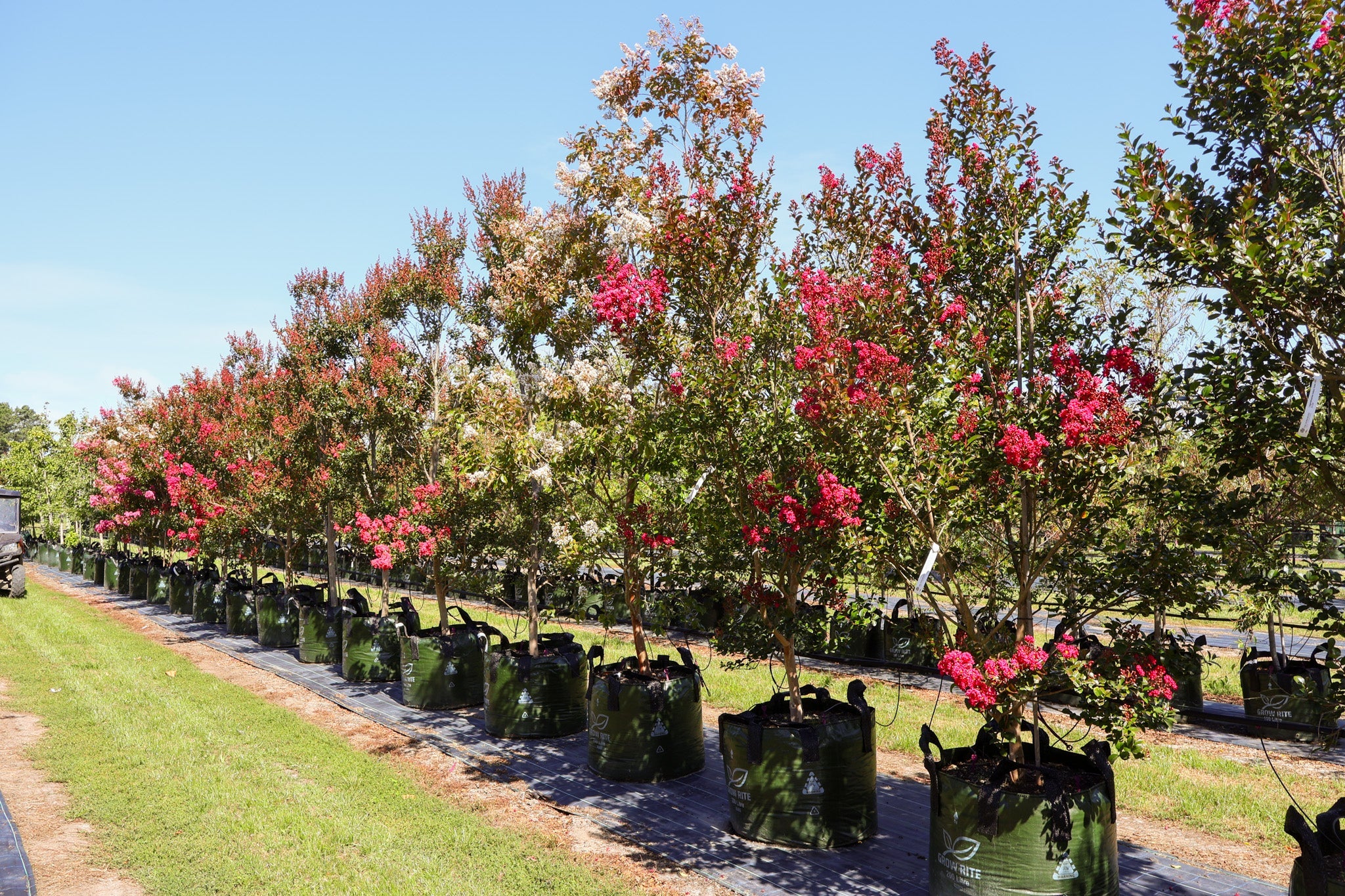 Crepe Myrtles Evergreen Trees Direct