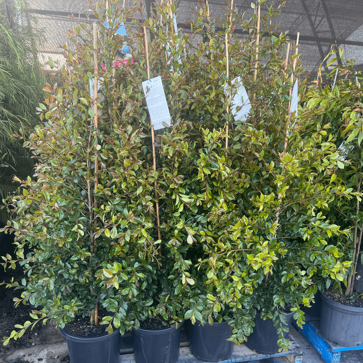 Current Specials Evergreen Trees Direct