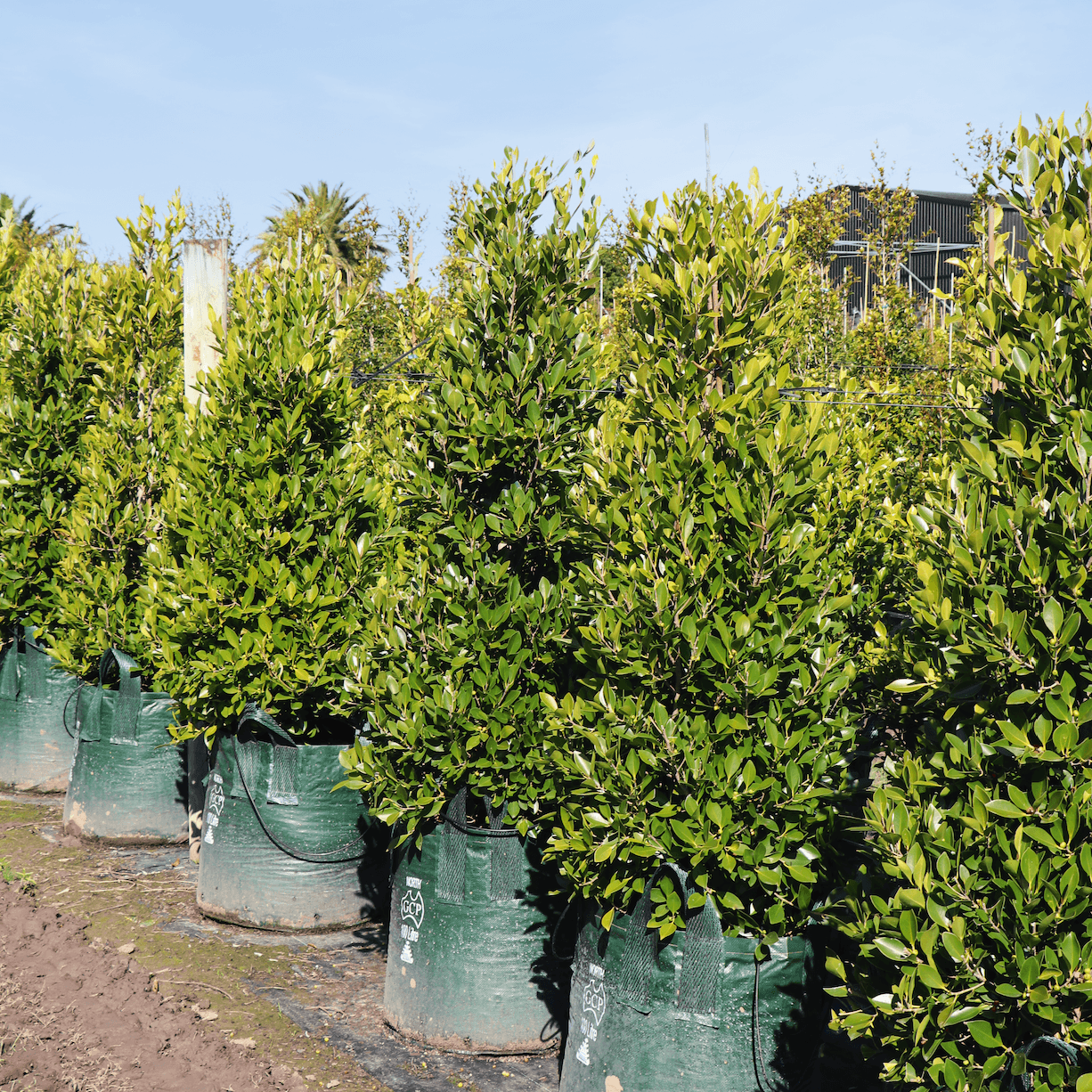 Ficus Evergreen Trees Direct