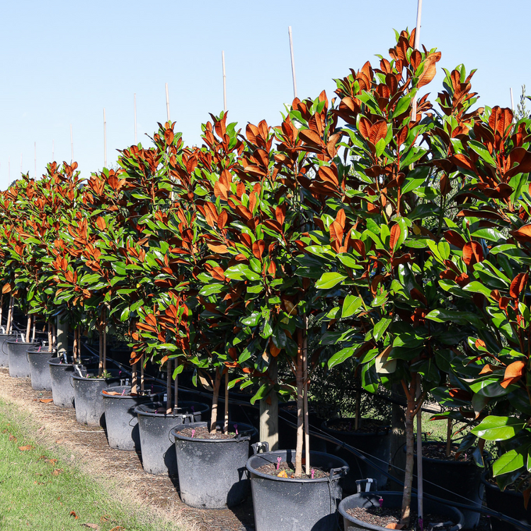 Magnolias Trees for Sale - Evergreen Trees Direct