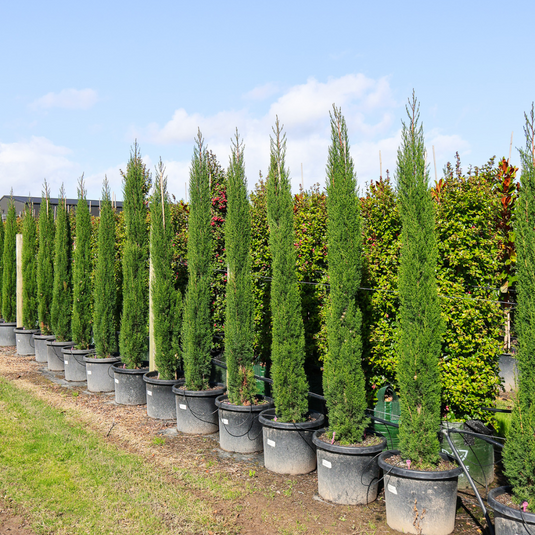 Mediterranean Trees for Sale - Evergreen Trees Direct