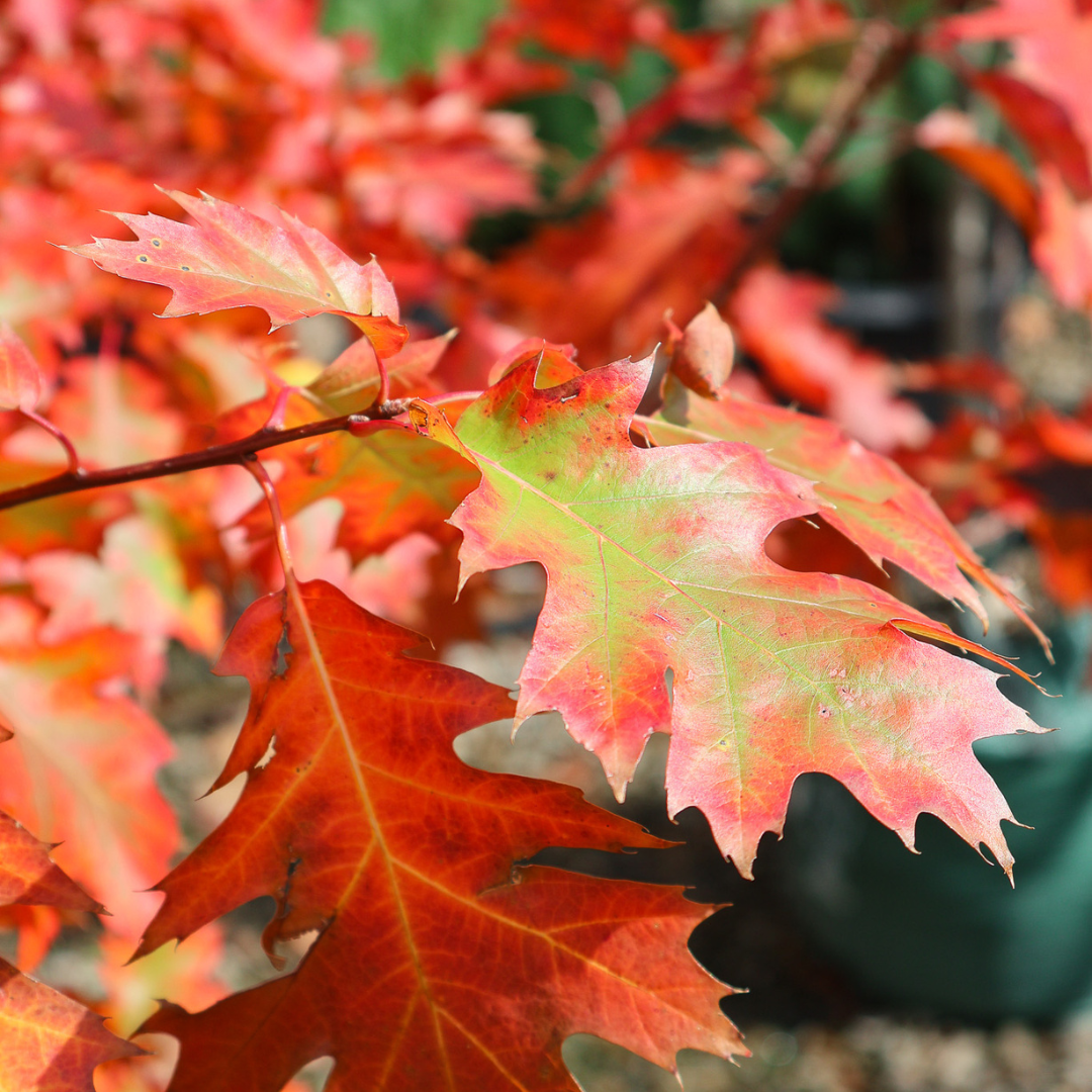 Oak Trees