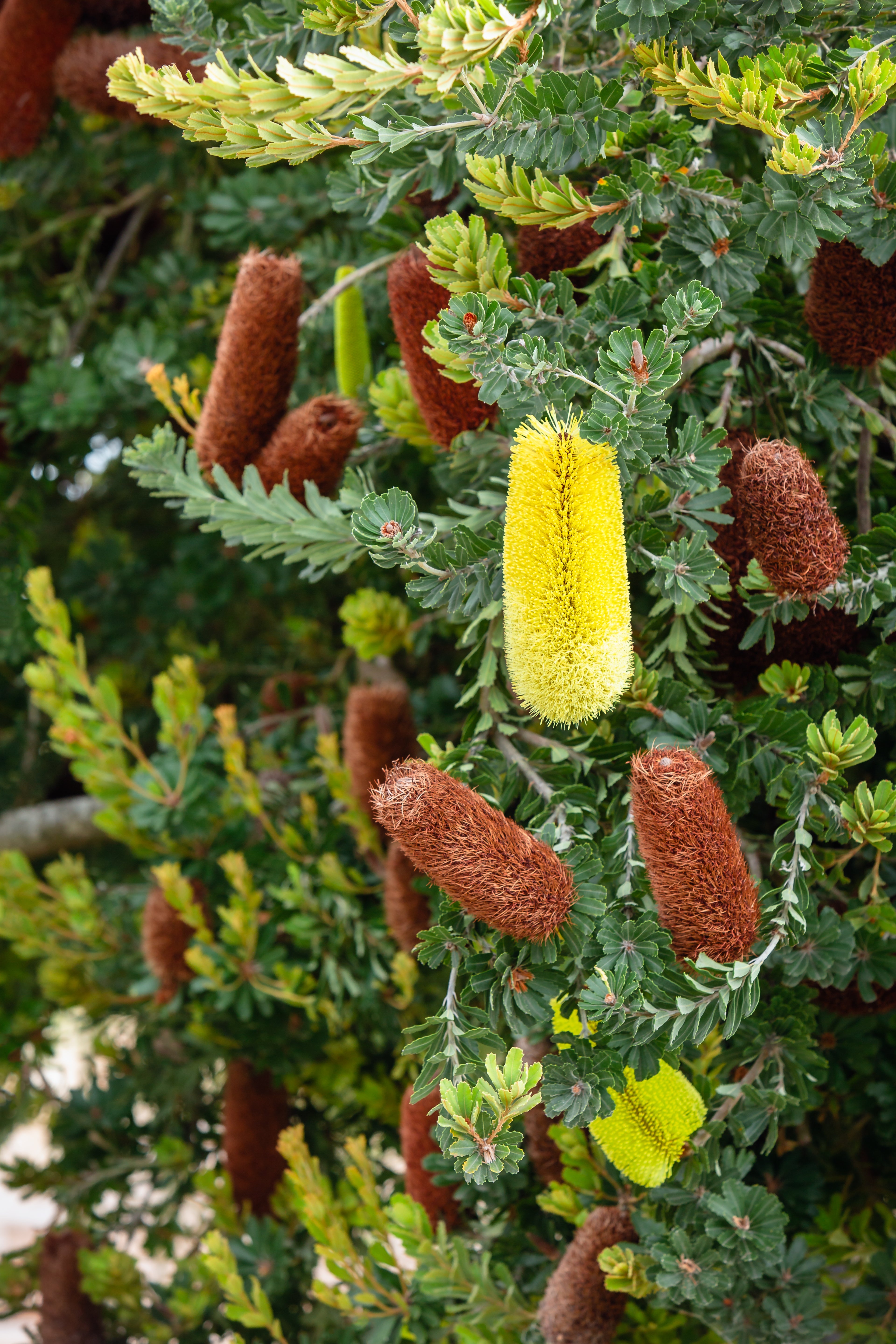 Drought Tolerant Trees